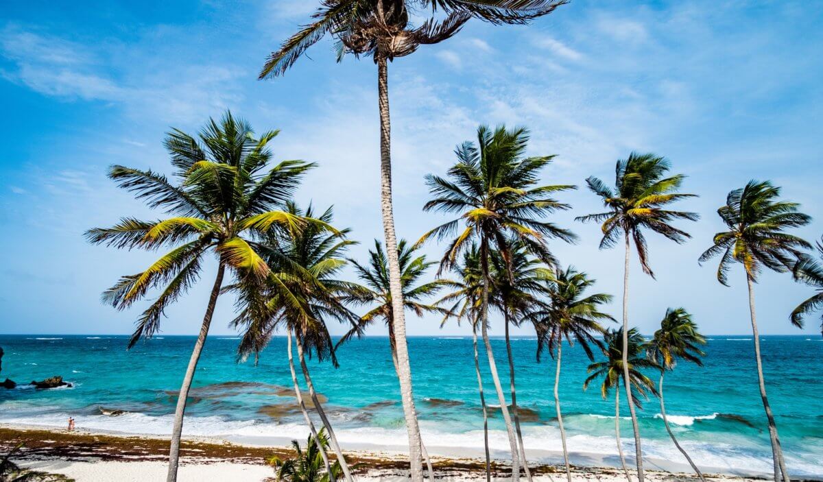 Palm Trees and Beach